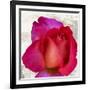 Spring Roses III-Jenny Thomlinson-Framed Art Print