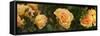 Spring roses, Seattle, Washington, USA-Panoramic Images-Framed Stretched Canvas