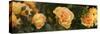 Spring roses, Seattle, Washington, USA-Panoramic Images-Stretched Canvas