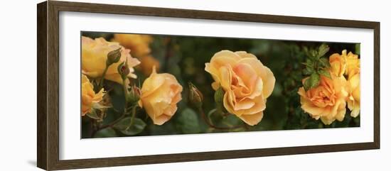 Spring roses, Seattle, Washington, USA-Panoramic Images-Framed Photographic Print