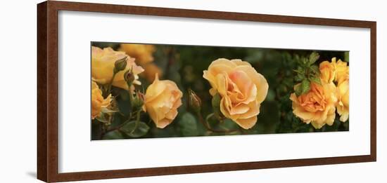 Spring roses, Seattle, Washington, USA-Panoramic Images-Framed Photographic Print