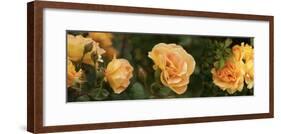 Spring roses, Seattle, Washington, USA-Panoramic Images-Framed Photographic Print