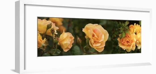 Spring roses, Seattle, Washington, USA-Panoramic Images-Framed Photographic Print