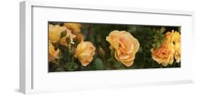 Spring roses, Seattle, Washington, USA-Panoramic Images-Framed Photographic Print