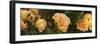 Spring roses, Seattle, Washington, USA-Panoramic Images-Framed Photographic Print