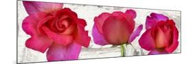 Spring Roses-Jenny Thomlinson-Mounted Art Print
