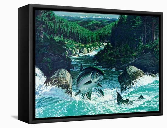 Spring Salmon-Jack Dumas-Framed Stretched Canvas