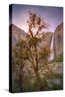 Spring Scene at Yosemite Falls, California-Vincent James-Stretched Canvas