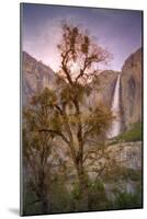Spring Scene at Yosemite Falls, California-Vincent James-Mounted Photographic Print