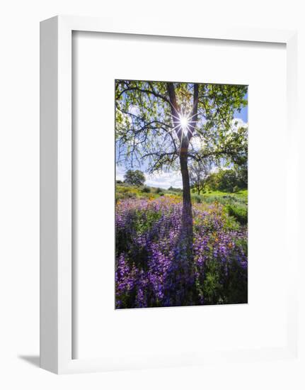 Spring Session Wildflower Beauty - California Oak Trees (1)-Vincent James-Framed Photographic Print