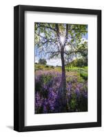 Spring Session Wildflower Beauty - California Oak Trees (1)-Vincent James-Framed Photographic Print