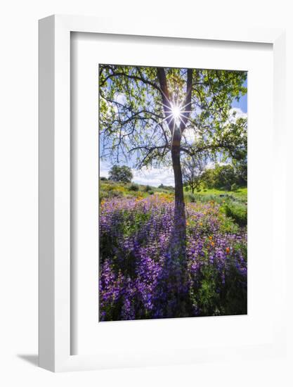 Spring Session Wildflower Beauty - California Oak Trees (1)-Vincent James-Framed Photographic Print