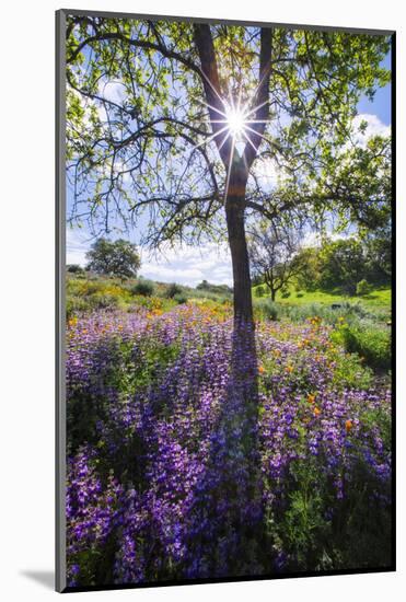 Spring Session Wildflower Beauty - California Oak Trees (1)-Vincent James-Mounted Photographic Print