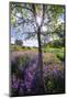 Spring Session Wildflower Beauty - California Oak Trees (1)-Vincent James-Mounted Photographic Print