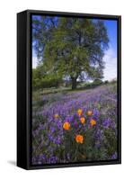 Spring Session Wildflower Beauty - California Oak Trees (1)-Vincent James-Framed Stretched Canvas