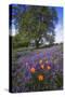 Spring Session Wildflower Beauty - California Oak Trees (1)-Vincent James-Stretched Canvas