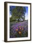 Spring Session Wildflower Beauty - California Oak Trees (1)-Vincent James-Framed Photographic Print