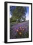 Spring Session Wildflower Beauty - California Oak Trees (1)-Vincent James-Framed Photographic Print