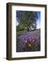 Spring Session Wildflower Beauty - California Oak Trees (1)-Vincent James-Framed Photographic Print