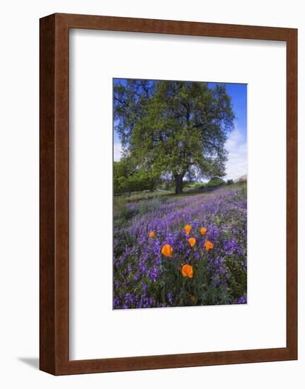 Spring Session Wildflower Beauty - California Oak Trees (1)-Vincent James-Framed Photographic Print