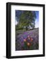 Spring Session Wildflower Beauty - California Oak Trees (1)-Vincent James-Framed Photographic Print