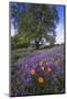 Spring Session Wildflower Beauty - California Oak Trees (1)-Vincent James-Mounted Photographic Print