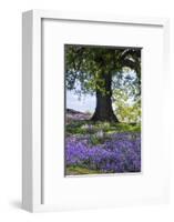 Spring Session Wildflower Beauty - California Oak Trees-Vincent James-Framed Photographic Print