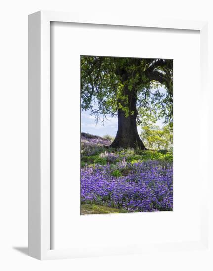 Spring Session Wildflower Beauty - California Oak Trees-Vincent James-Framed Photographic Print