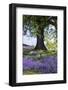Spring Session Wildflower Beauty - California Oak Trees-Vincent James-Framed Photographic Print
