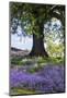 Spring Session Wildflower Beauty - California Oak Trees-Vincent James-Mounted Photographic Print