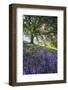 Spring Session Wildflower Beauty - California Oak Trees-Vincent James-Framed Photographic Print