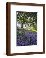 Spring Session Wildflower Beauty - California Oak Trees-Vincent James-Framed Photographic Print