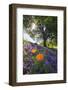 Spring Session Wildflower Beauty - California Oak Trees-Vincent James-Framed Photographic Print