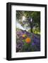 Spring Session Wildflower Beauty - California Oak Trees-Vincent James-Framed Photographic Print