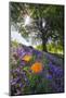 Spring Session Wildflower Beauty - California Oak Trees-Vincent James-Mounted Photographic Print