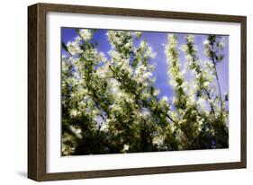 Spring Show I-Alan Hausenflock-Framed Photographic Print