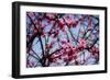 Spring Show II-Alan Hausenflock-Framed Photographic Print