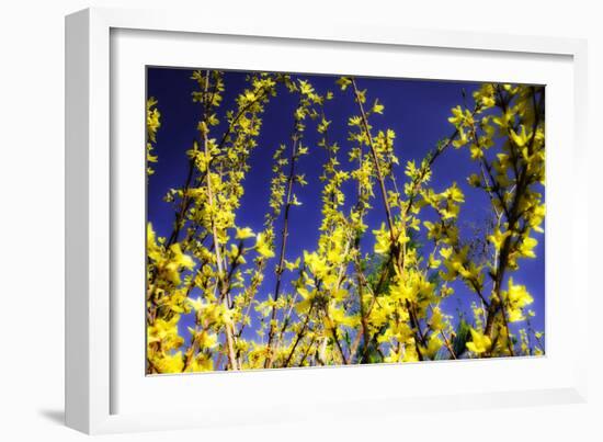 Spring Show III-Alan Hausenflock-Framed Photographic Print