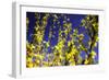 Spring Show III-Alan Hausenflock-Framed Photographic Print