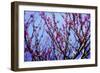 Spring Show IV-Alan Hausenflock-Framed Photographic Print