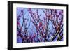 Spring Show IV-Alan Hausenflock-Framed Photographic Print