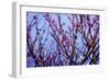 Spring Show IV-Alan Hausenflock-Framed Photographic Print