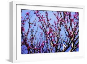 Spring Show IV-Alan Hausenflock-Framed Photographic Print