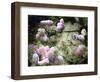 Spring Sparrows, 2020, (composite painting)-Helen White-Framed Giclee Print