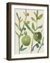 Spring Sprig I-Chariklia Zarris-Framed Art Print