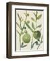 Spring Sprig I-Chariklia Zarris-Framed Art Print