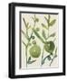 Spring Sprig I-Chariklia Zarris-Framed Art Print