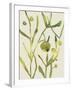 Spring Sprig II-Chariklia Zarris-Framed Art Print