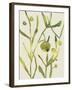 Spring Sprig II-Chariklia Zarris-Framed Art Print