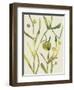 Spring Sprig II-Chariklia Zarris-Framed Art Print